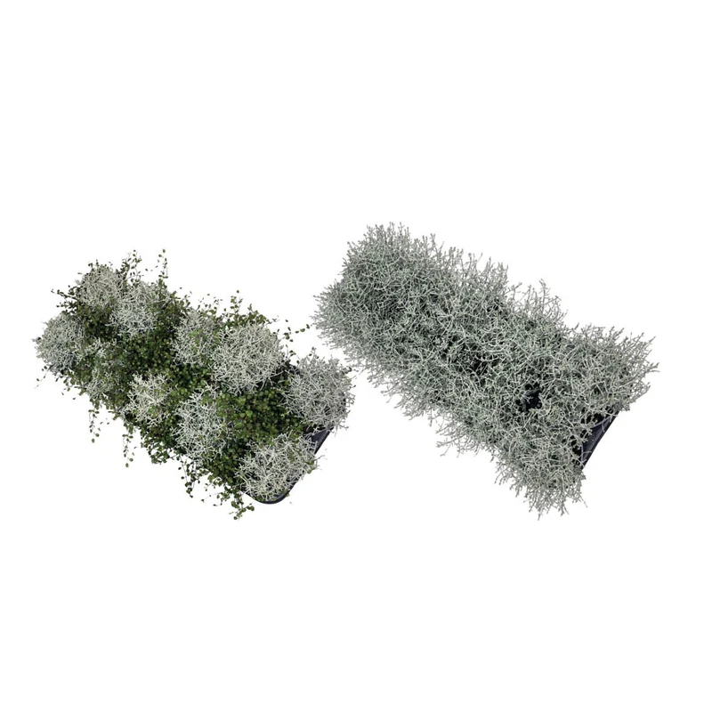 Calocephalus - 12 cm kruka
