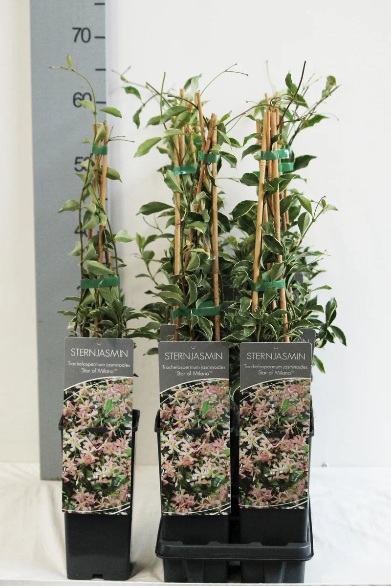 Trachelospermum a. 'Star of Milano' C2 (2 liters kruka) 40-60 cm