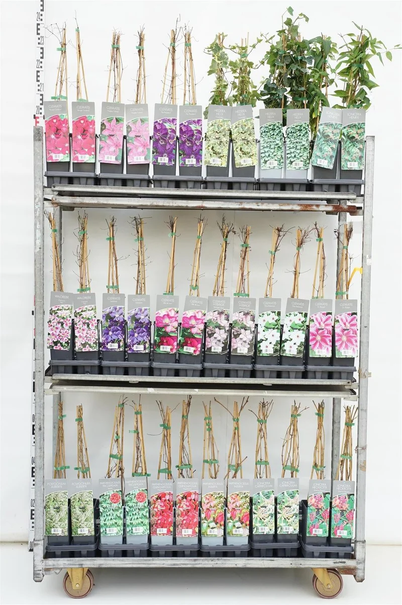 Klätterväxter & Clematis i olika sorter C2 (2 liters kruka) / 17 cm kruka 40–60 cm (3 käppar)