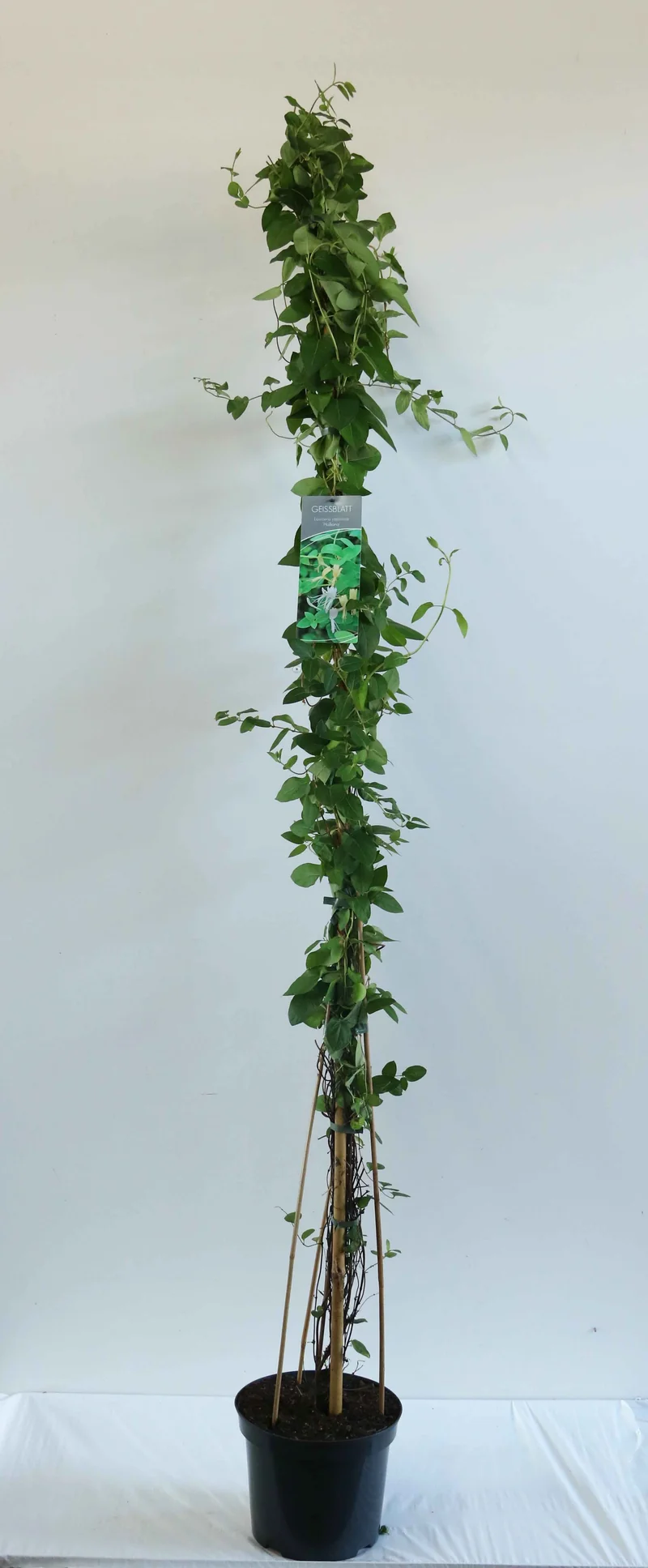 Lonicera jap. 'Halliana' C7,5 (7,5 liters kruka) 150-200 cm