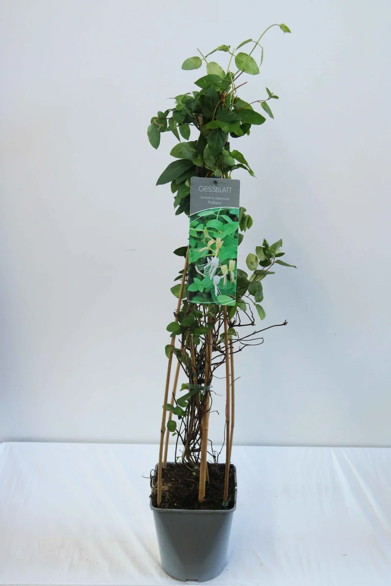 Lonicera jap. 'Halliana' C5 (5 liters kruka) 80-100 cm