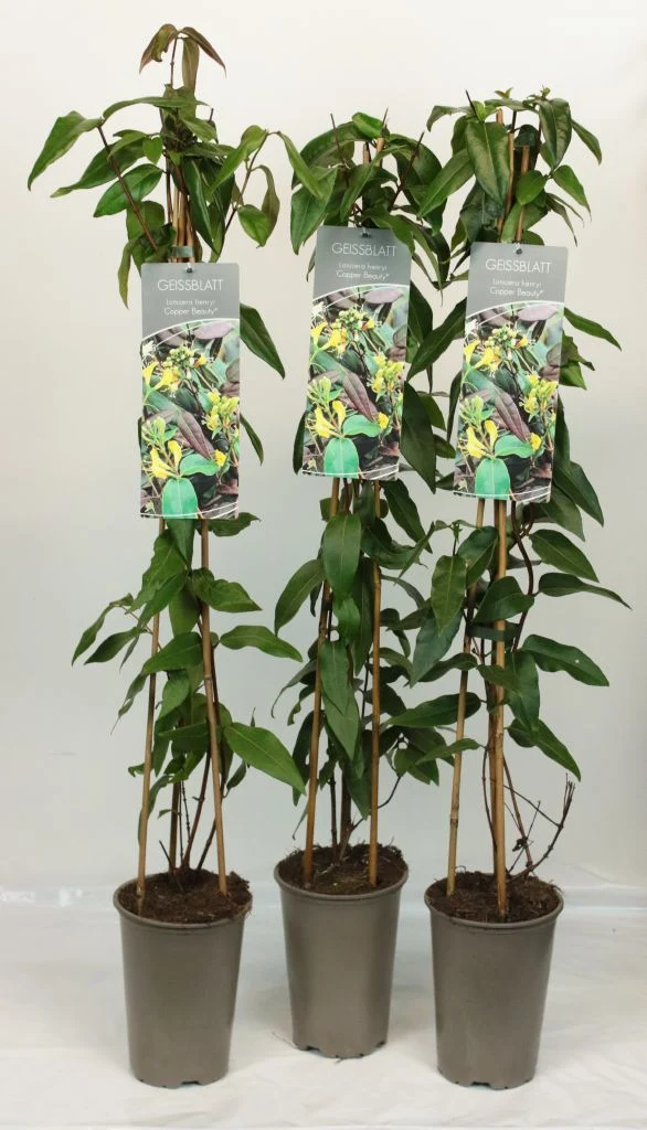 Lonicera henryi 'Copper Beauty' 17 cm kruka 60-100 cm 3 käppar