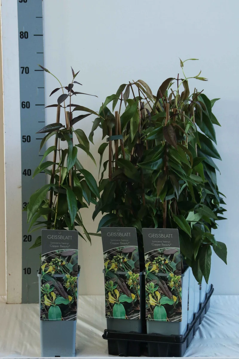 Lonicera henryi 'Copper Beauty' C2 (2 liters kruka) 40-60 cm 3 pinnar