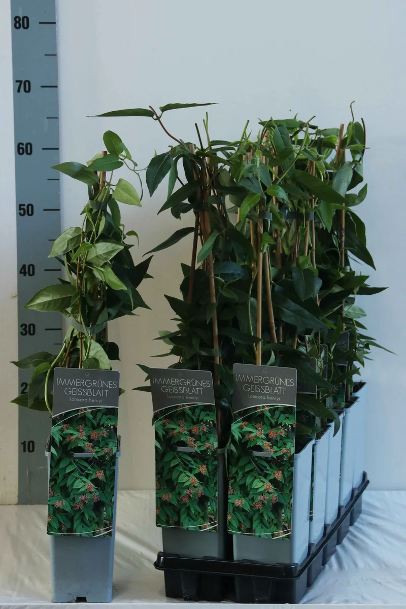 Lonicera henryi C2 (2 liters kruka) 40-60 cm