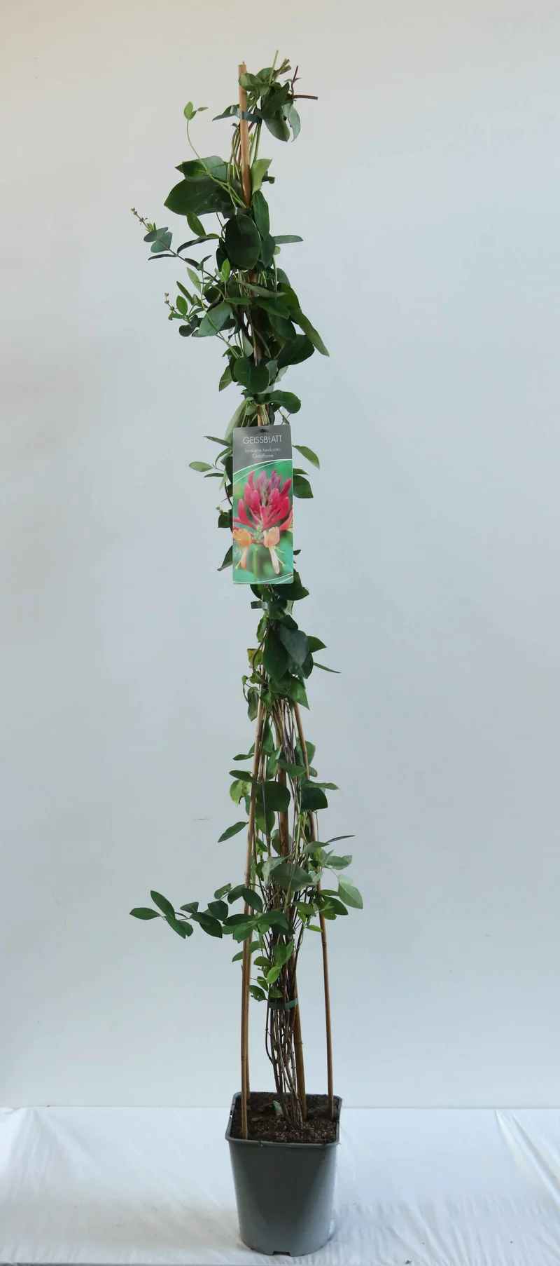 Lonicera heckr. 'Goldflame' C5 (5 liters kruka) / 23 cm kruka 100-125 cm