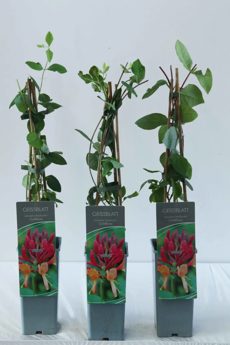 Lonicera heckr. 'Goldflame' 40-60 cm C2 (2 liters kruka)