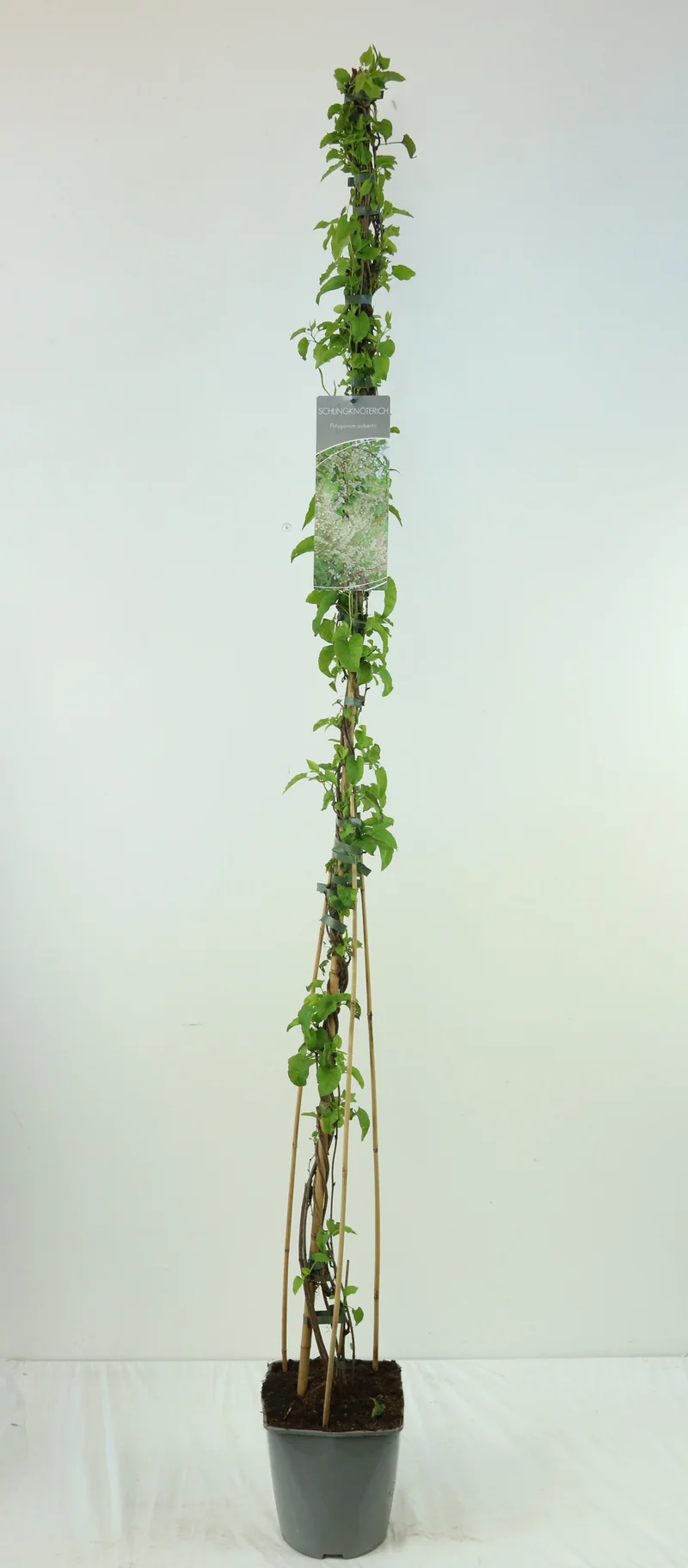 Fallopia aubertii C5 (5 liters kruka) 100-125 cm