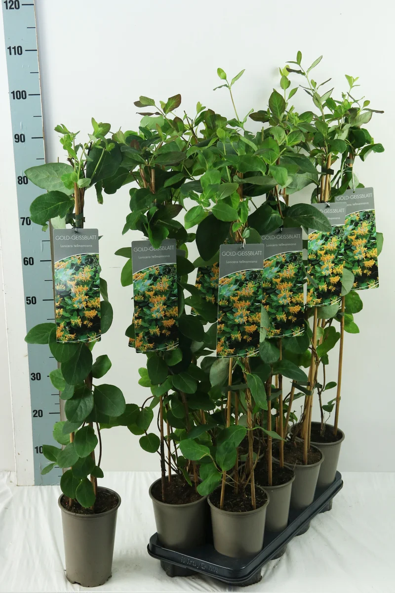 Lonicera tellmanniana 60-100 cm (17 cm kruka, 3 käppar)