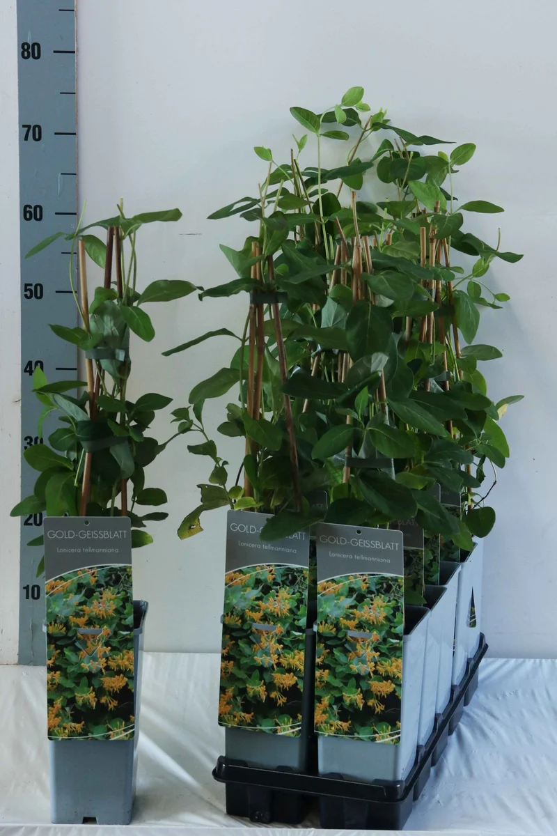 Lonicera tellmanniana C2 (2 liters kruka) 40-60 cm - 3 käppar