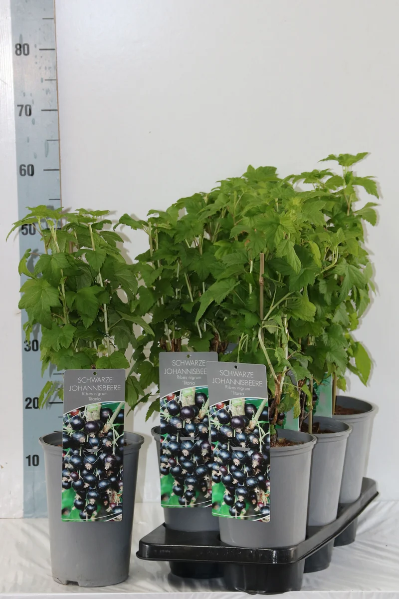 Ribes nigrum 'Titania' C3 (3 liters kruka) 40-60 cm