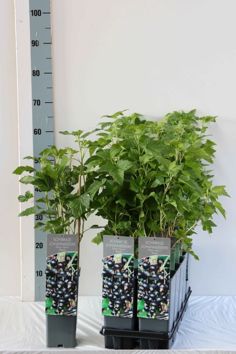 Ribes nigrum 'Titania' C2 (2 liters kruka) 30-40 cm