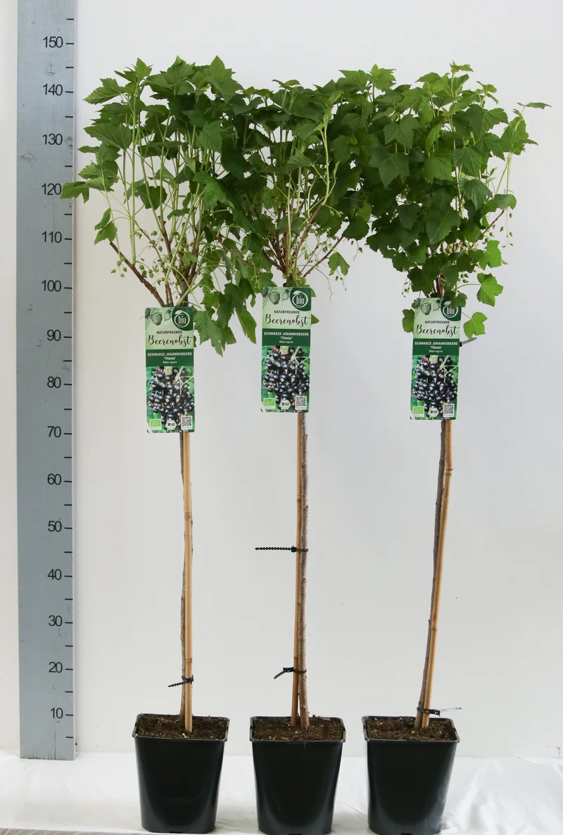 Ribes nigrum 'Titania' 90 cm stam, C5 (5 liters kruka)