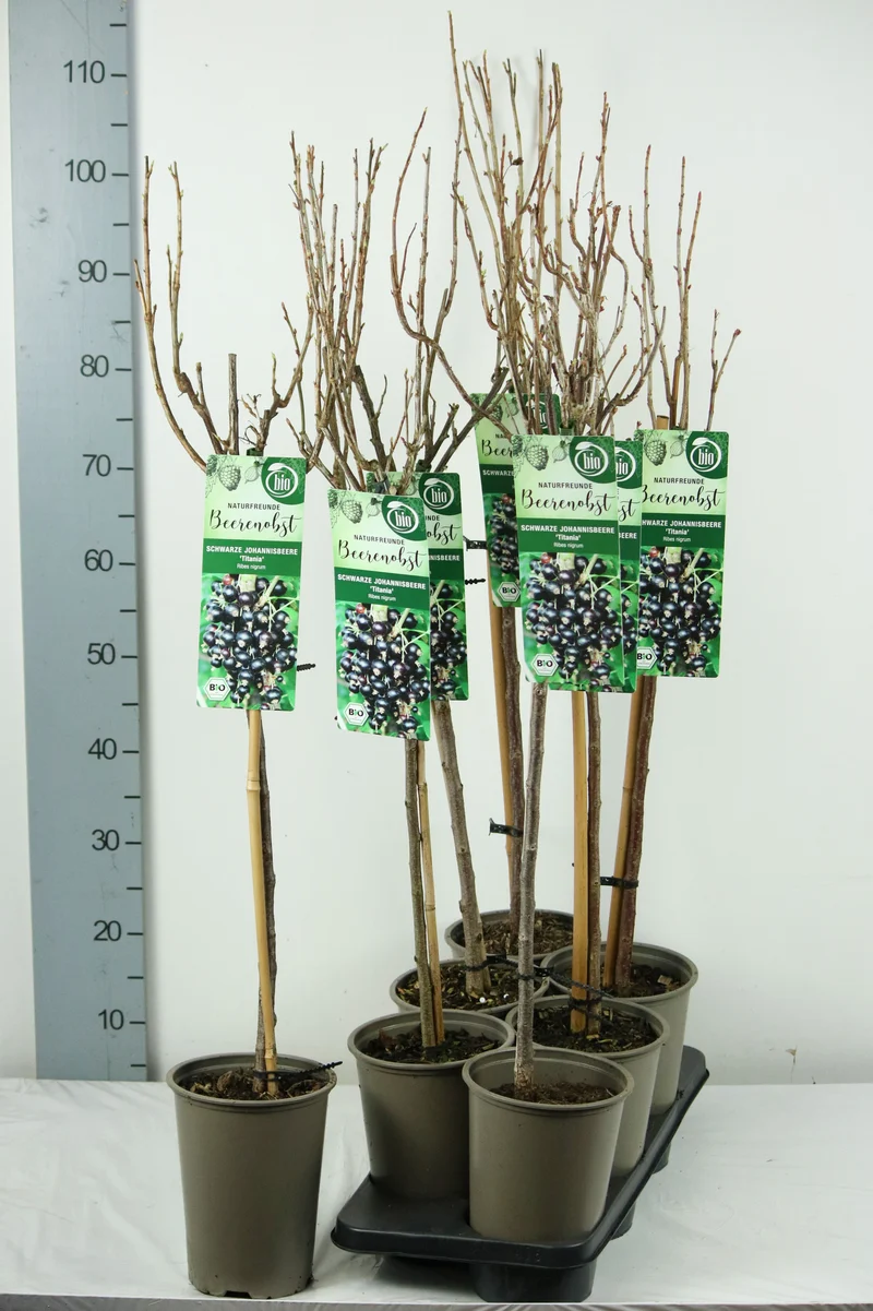 Ribes nigrum 'Titania' 60 cm stam, C3 (3 liters kruka)