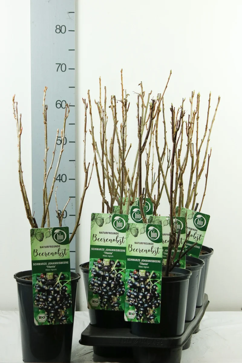 Ribes nigr. 'Titania' C3 (3 liters kruka) 40-50 cm