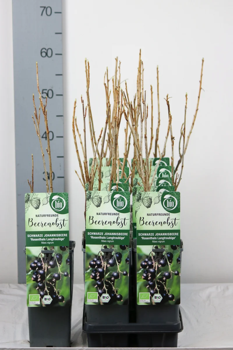 Ribes nigrum 'Rosenthal' C2 (2 liters kruka) 30-35 cm