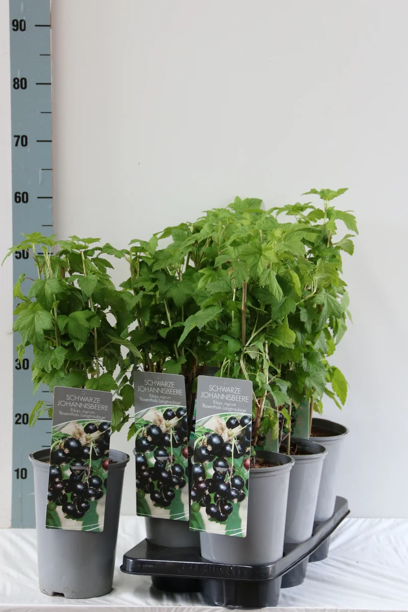 Ribes nigrum 'Rosenthal' C3 (3 liters kruka) / 19 cm kruka 40-60 cm