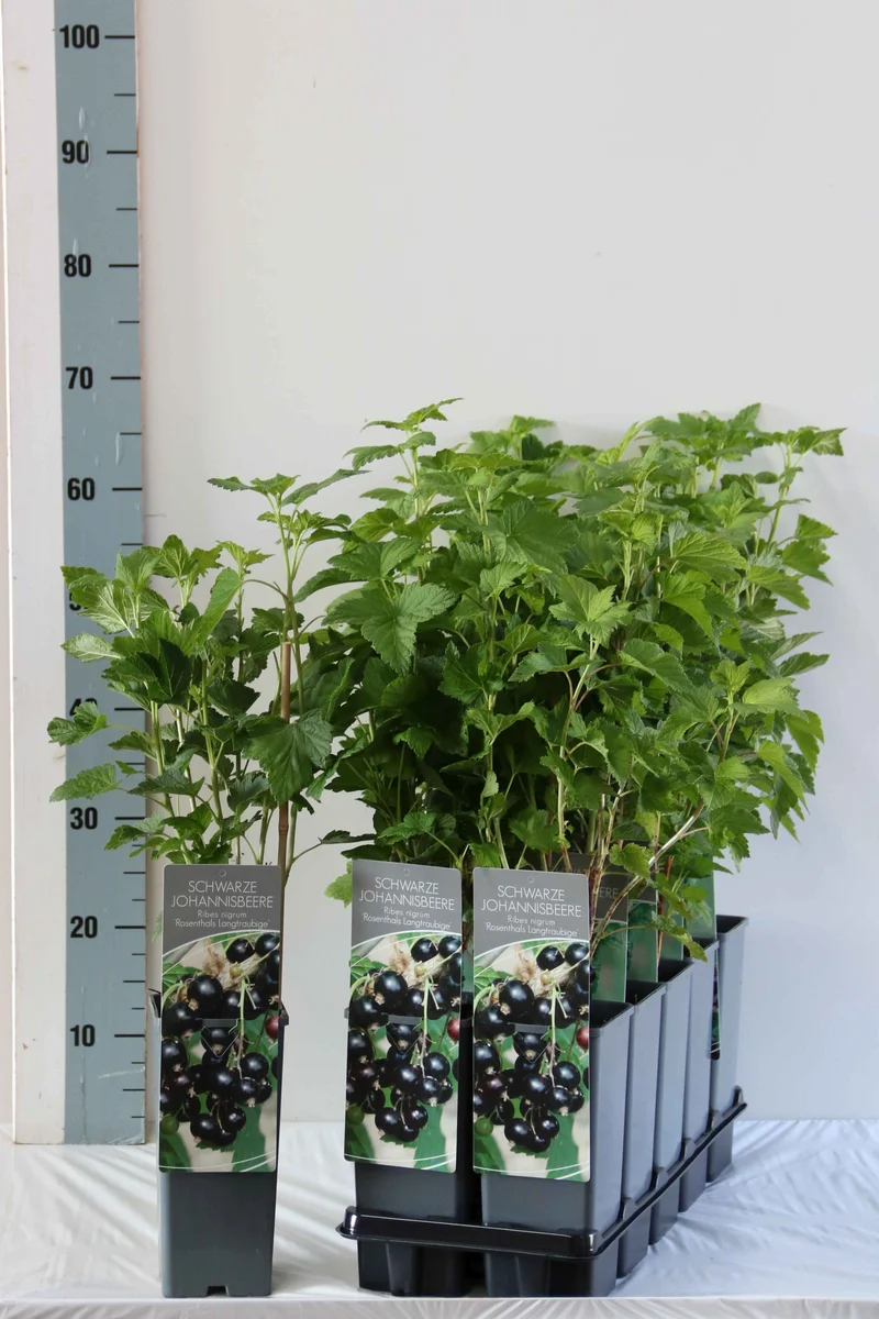 Svarta vinbär Ribes nigr. 'Rosenthal' C2 (2 liters kruka) 30-40 cm
