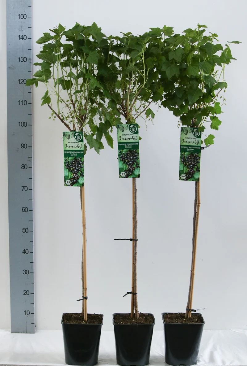 Ribes nigrum 'Ben Sarek' 90 cm stam C5 (5 liters kruka)