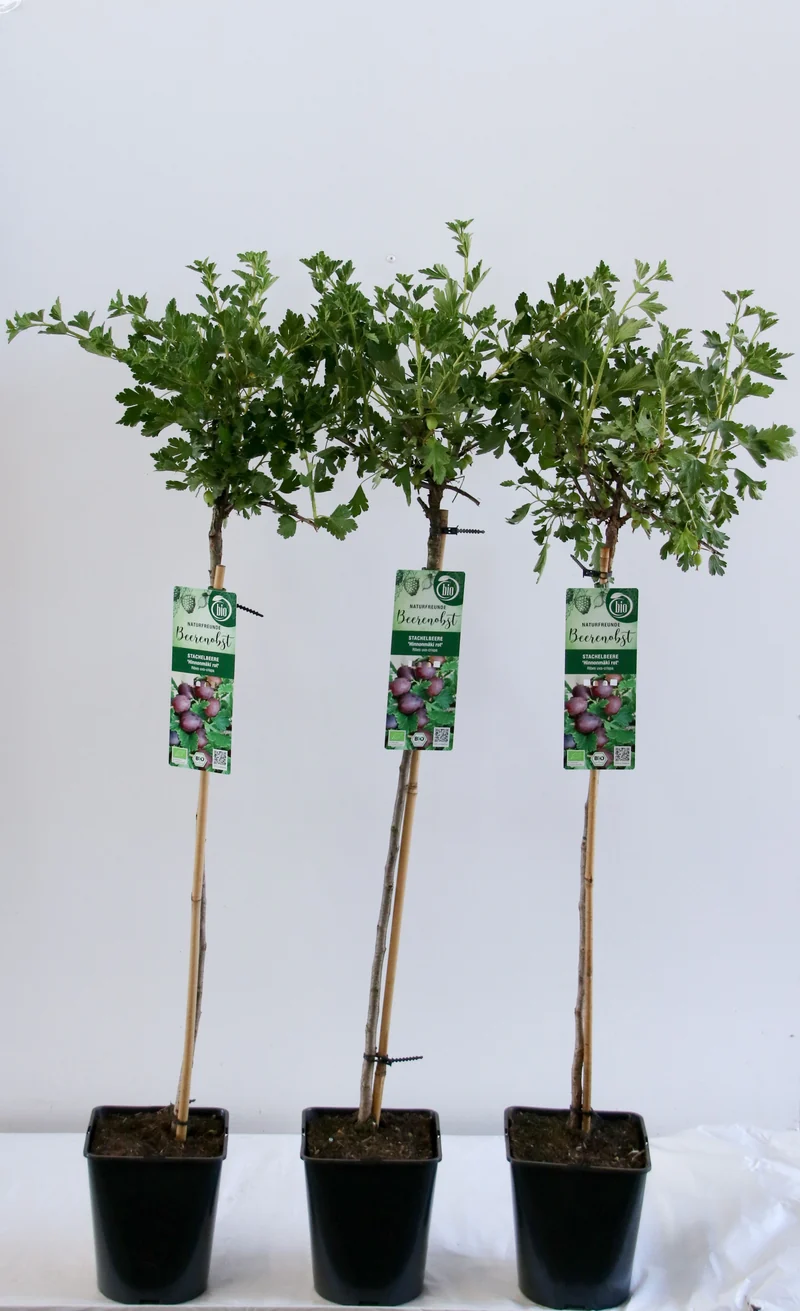 Ribes u.-c. 'Hinnonmaki Rod' 90 cm stam C5 (5 liters kruka)