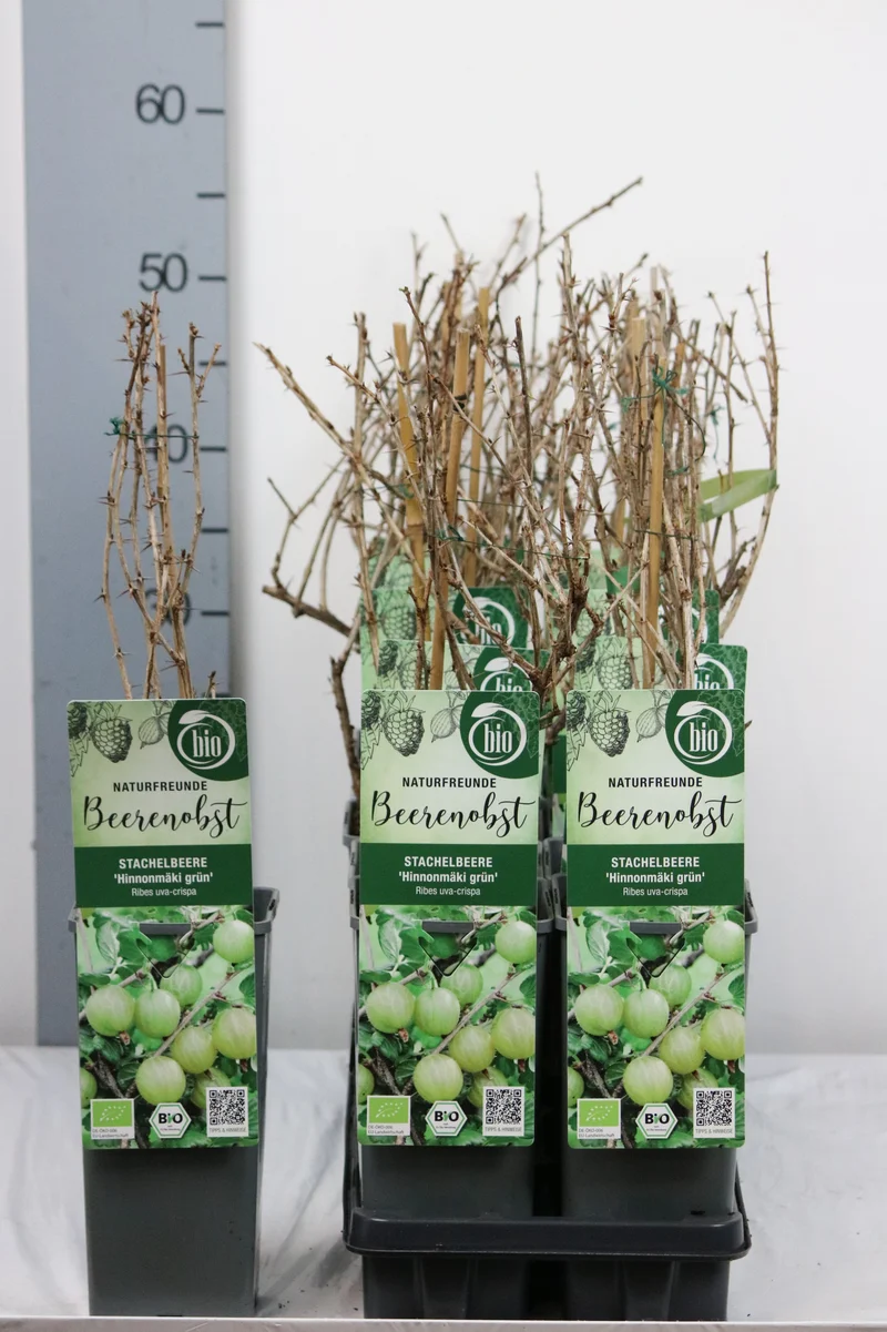 Ribes u.-c. 'Hinnonmaki Gron' 30-35 cm, C2 (2 liters kruka)