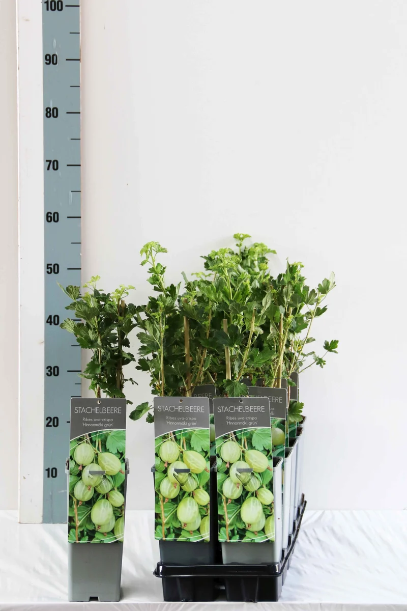 Ribes u.-c. Hinnonmaki Gron C2 (2 liters kruka) 30-40 cm