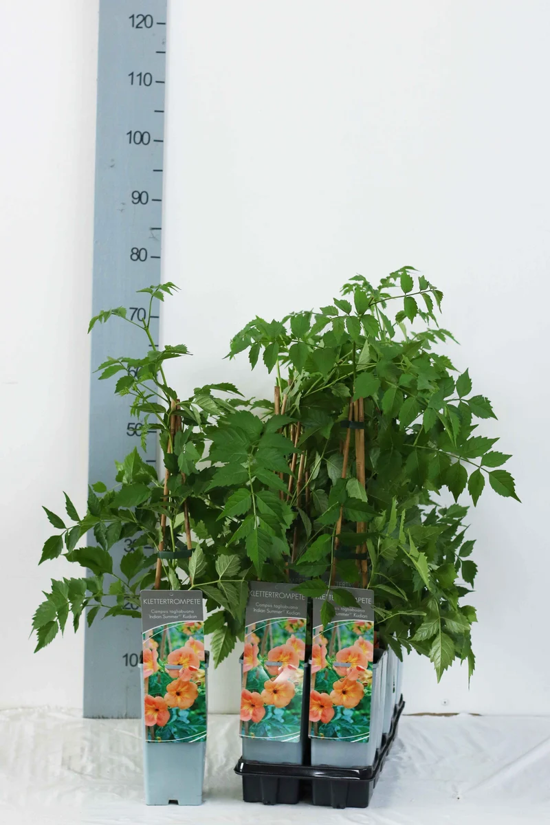Campsis tagli. 'Indian Summer' C2 (2 liters kruka) 40-60 cm
