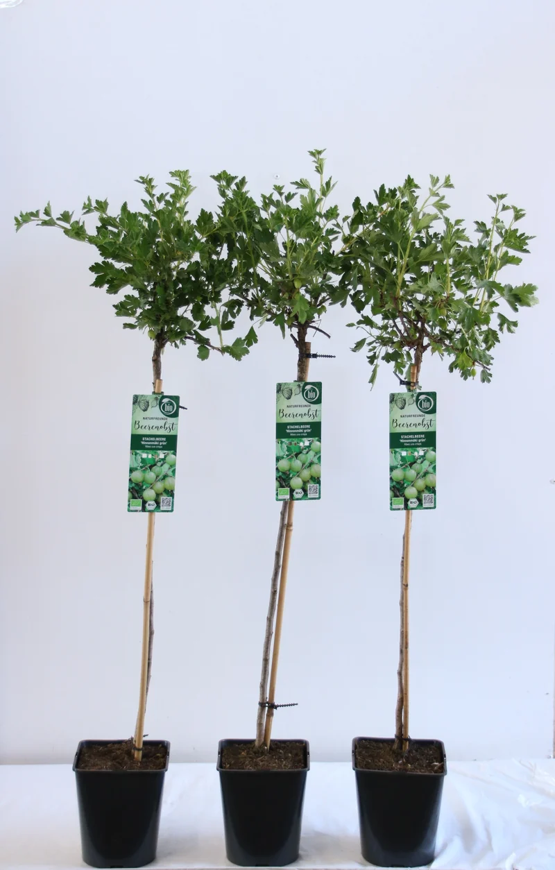 Ribes u.-c. Hinnonmaki Gron 90 cm stam C5 (5 liters kruka)