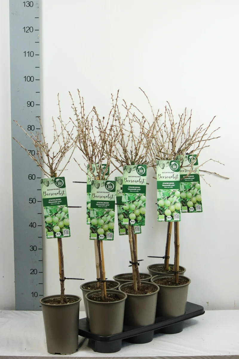 Ribes u.-c. 'Hinnonmaki Gron' stam 60 cm C3 (3 liters kruka)
