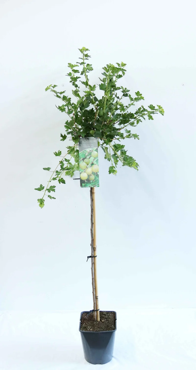 Ribes u.-c. Hinnonmaki Gul 90 cm stam C5 (5 liters kruka)