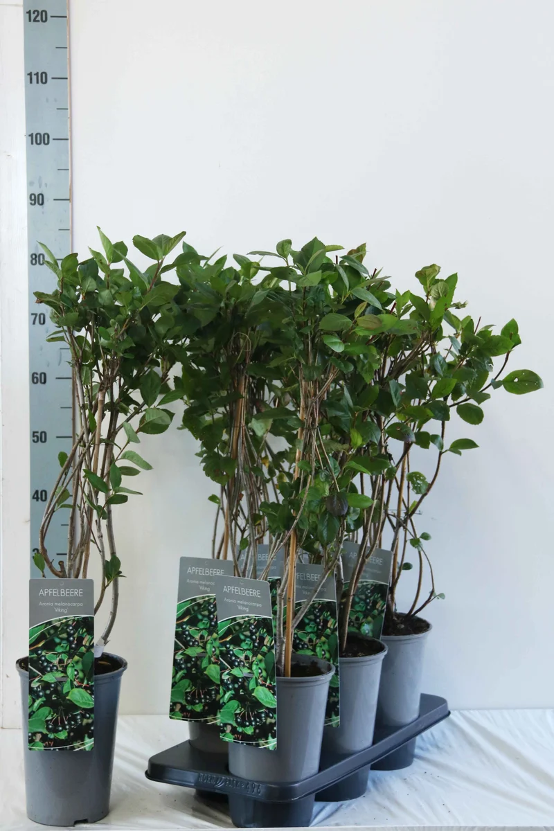 Aronia prun. 'Viking' 40-60 cm C3 (3 liters kruka)