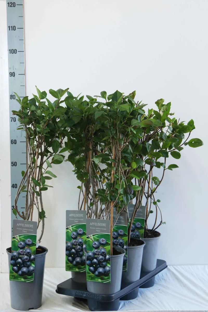 Aronia prun. 'Nero' C3 (3 liters kruka) 40-60 cm