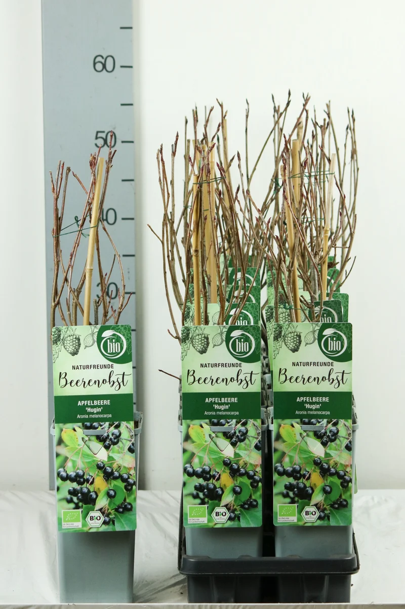 Aronia melanocarpa 'Hugin' C2 (2 liters kruka) 30-35 cm
