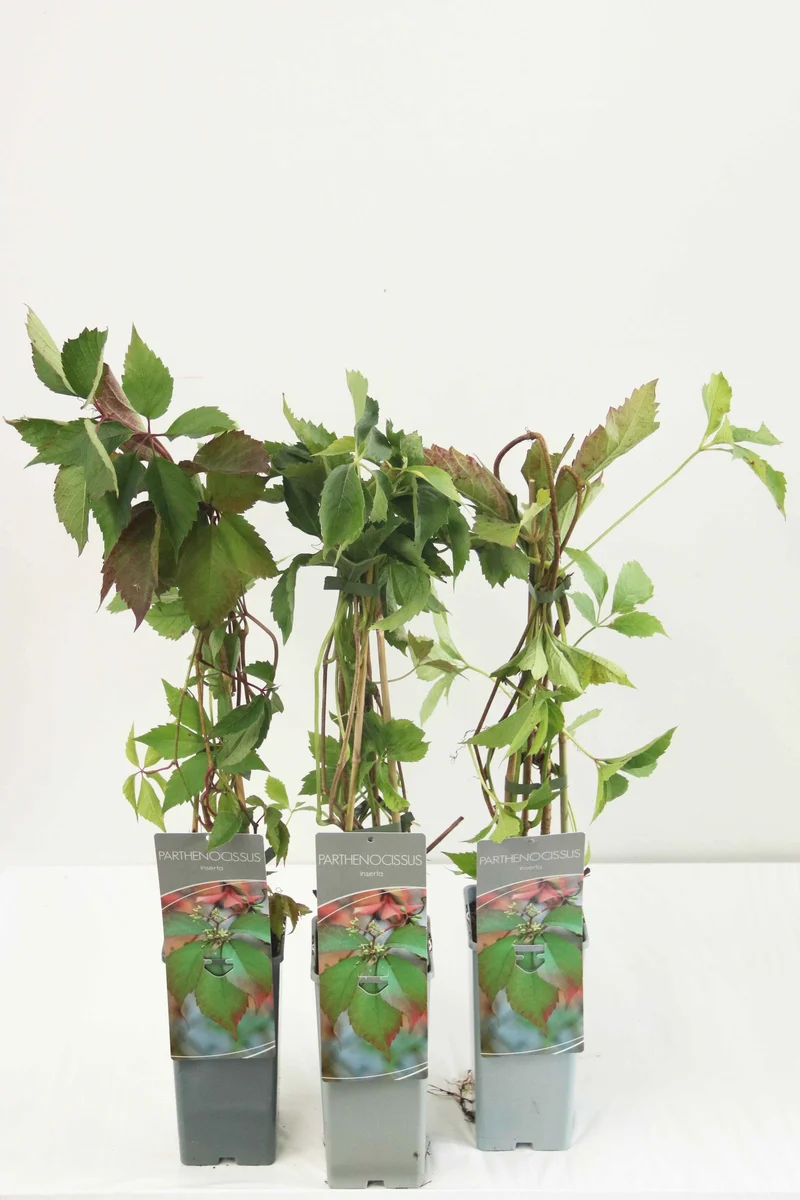 Parthenocissus inserta C2 (2 liters kruka) 40-60 cm