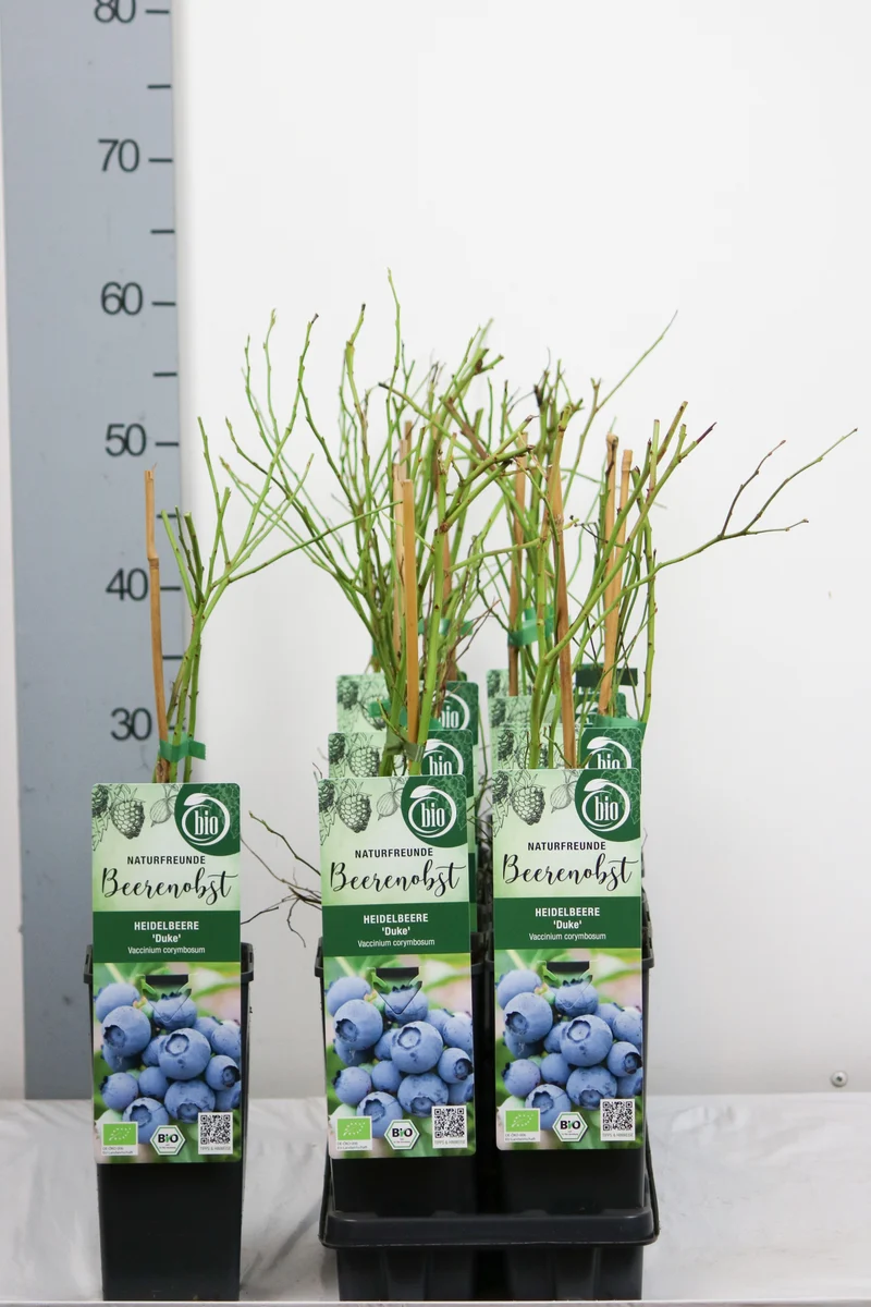 Vaccinium cor. 'Duke' C2 (2 liters kruka) 30-35 cm