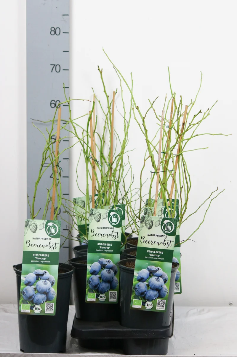 Vaccinium cor. 'Bluecrop' 40-50 cm, C3 (3 liters kruka)