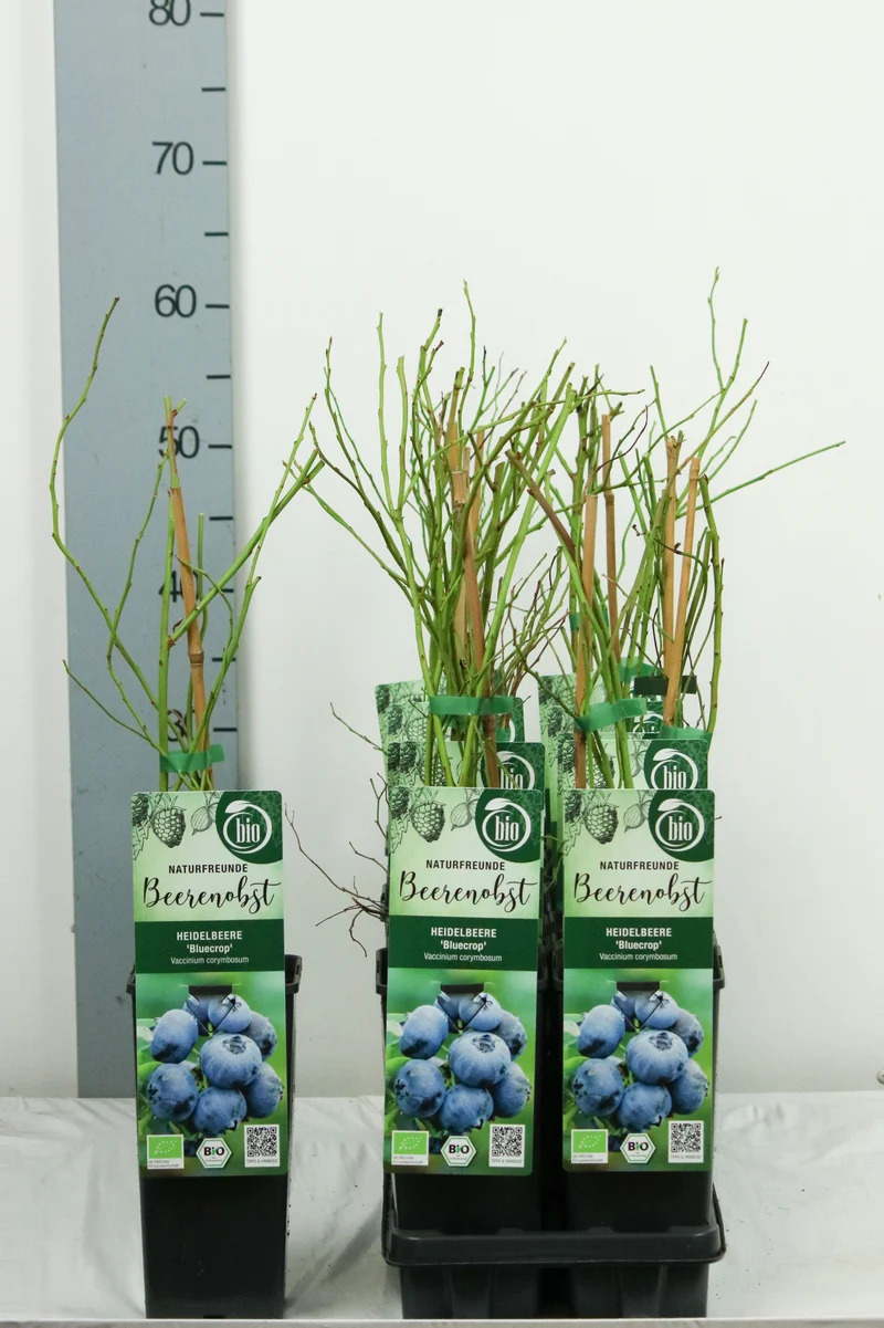 Vaccinium cor. 'Bluecrop' C2 (2 liters kruka) 30-35 cm