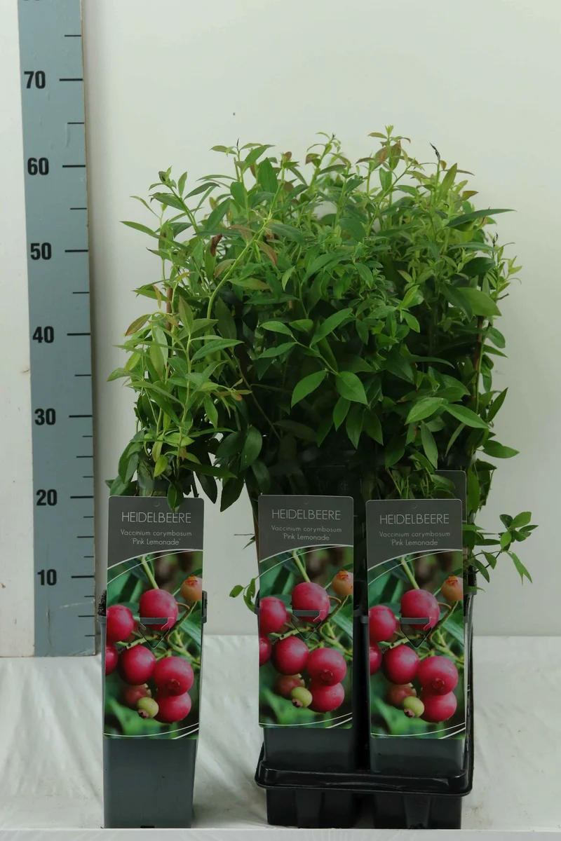 Vaccinium cor. 'Pink Lemonade'® C2 (2 liters kruka) 30–40 cm