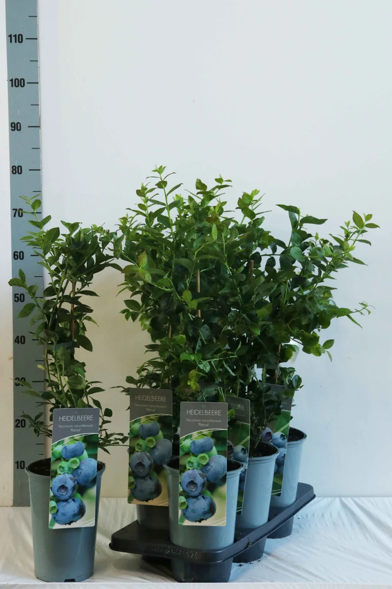 Vaccinium cor. 'Patriot' C3 (3 liters kruka) 40-60 cm