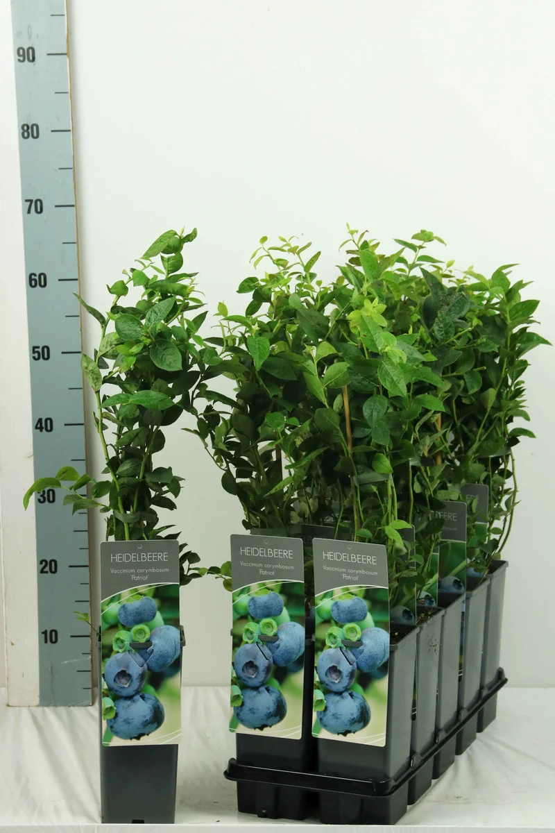 Vaccinium cor. 'Patriot' (early) C2 (2 liters kruka) 30-40 cm