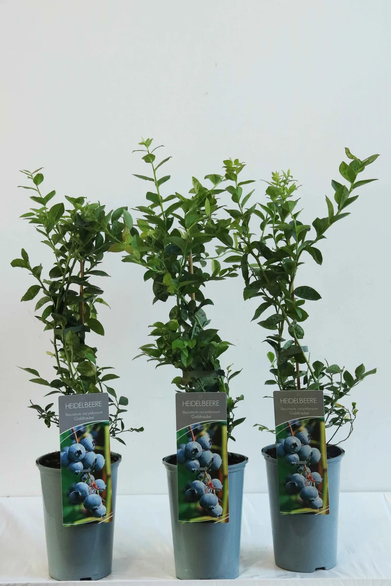 Vaccinium cor. 'Goldtraube 23' C3 (3 liters kruka) 40-60 cm