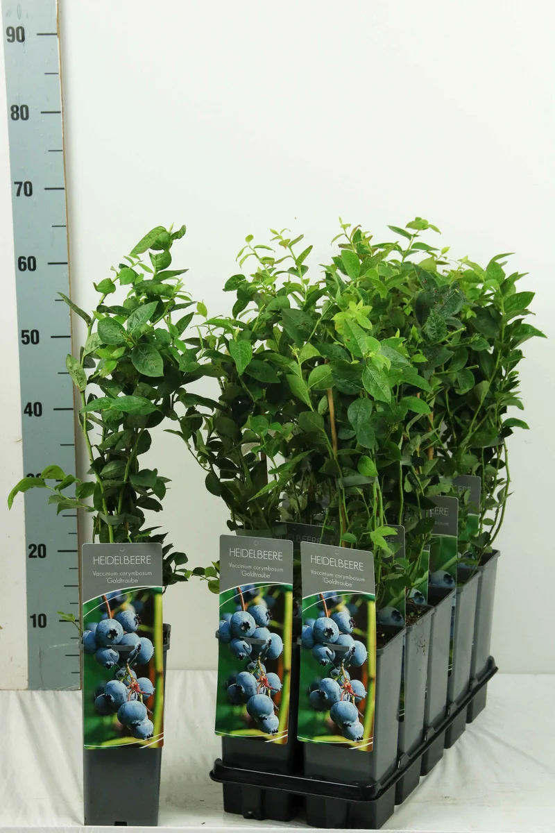 Vaccinium cor. 'Goldtraube 23' 30-40 cm, C2 (2 liters kruka)