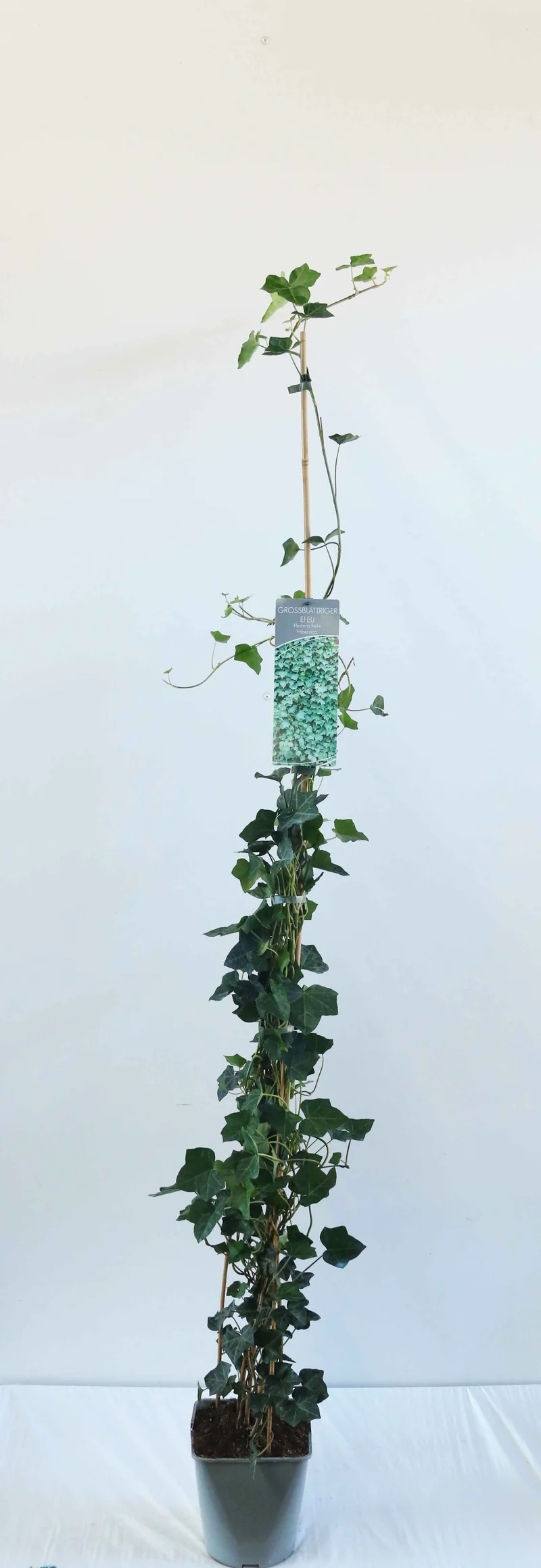 Hedera hibernica C5 (5 liters kruka) / 23 cm kruka 100-125 cm