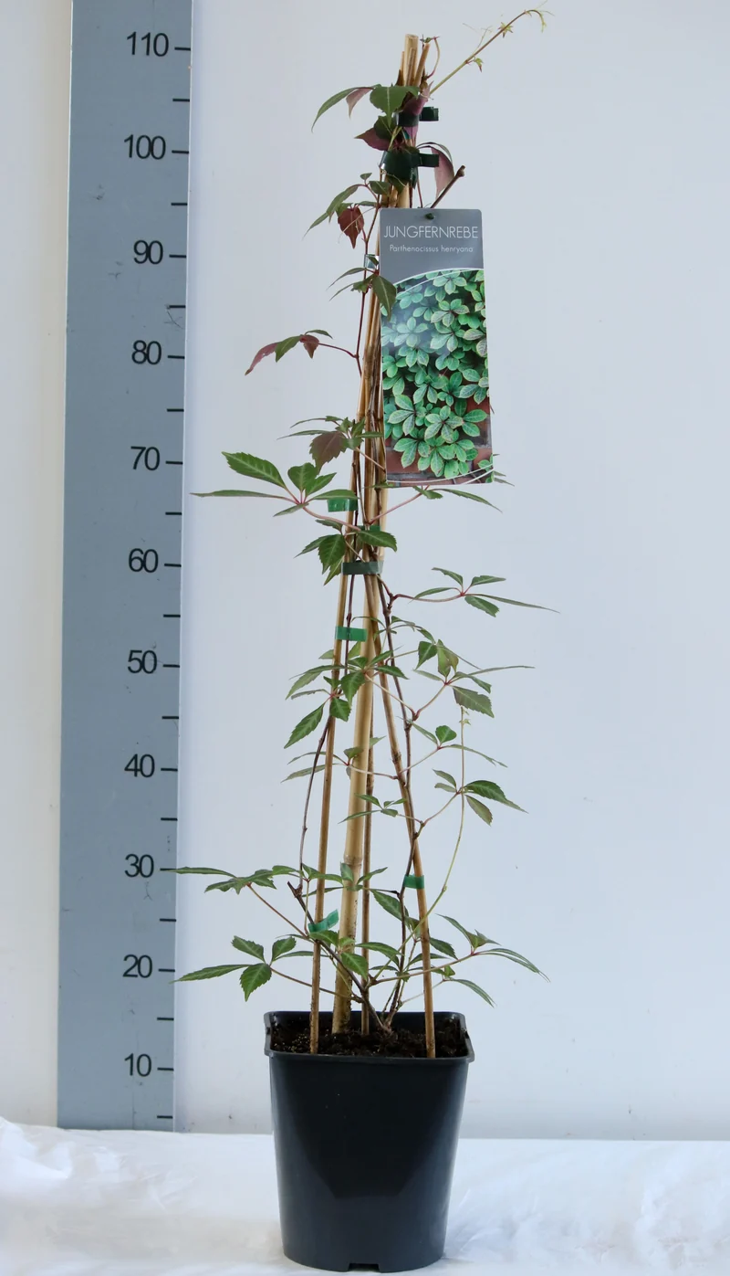 Parthenocissus henryana C5 (5 liters kruka) 80-100 cm