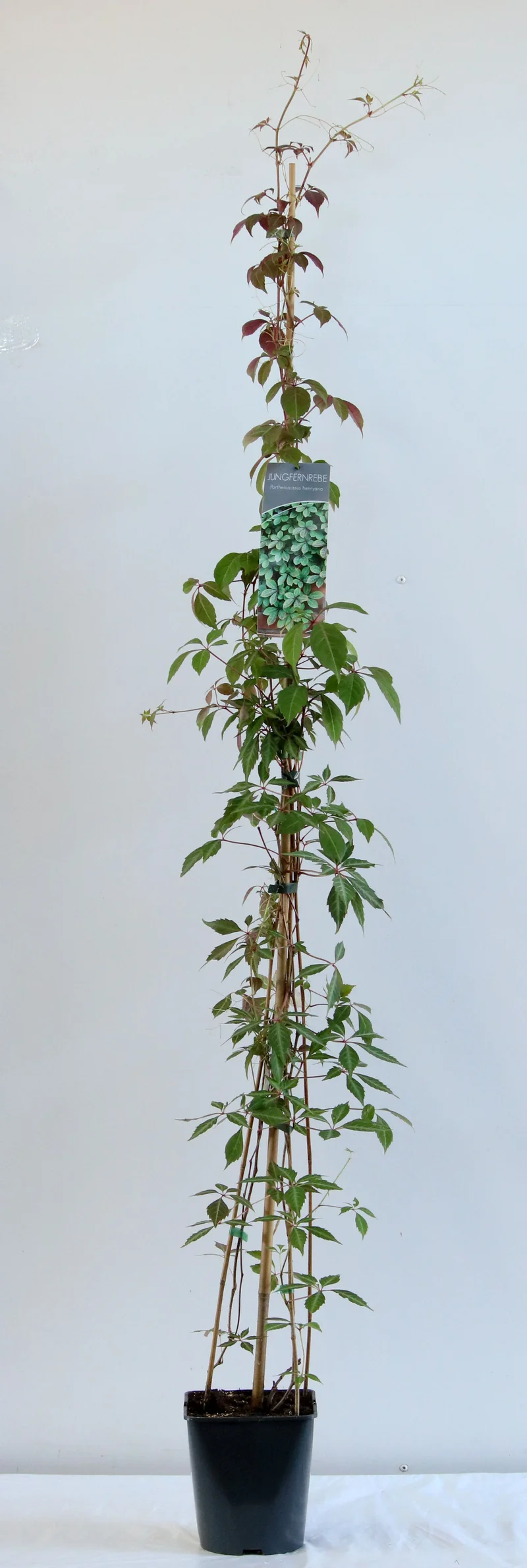 Parthenocissus henryana C5 (5 liters kruka) / 23 cm kruka 100-125 cm