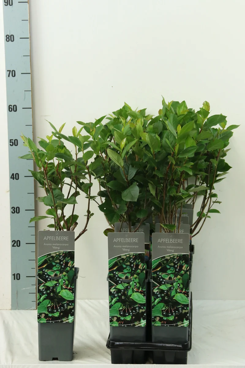 Aronia prunifolia 'Viking' C2 (2 liters kruka) 30-40 cm