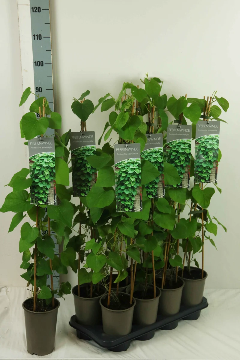 Aristolochia macrophylla 17 cm kruka 60-100 cm (3 käppar)