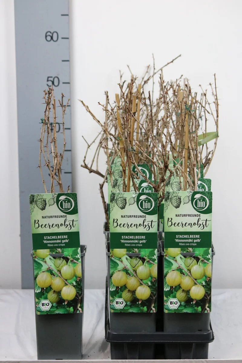 Krusbär Ribes u.-c. 'Hinnonmaki Gul' C2 30-35 cm