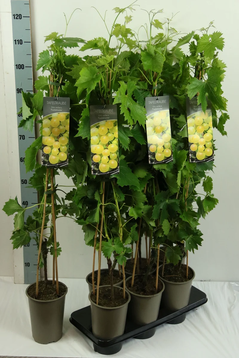 Vitis 'Pusztatraube' 80-100 cm, C3 (3 liters kruka)