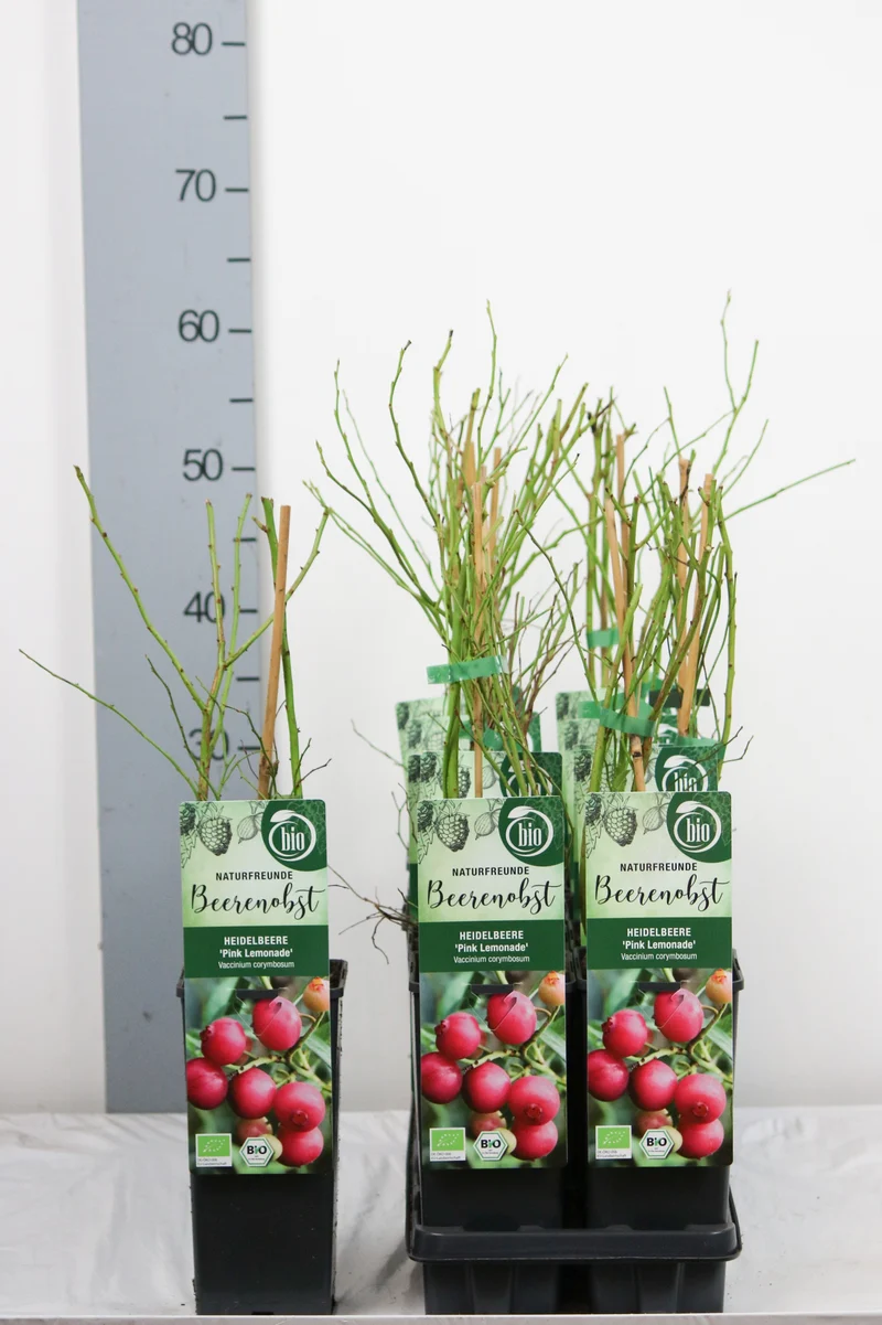 Vaccinium cor. 'Pink Lemonade'® C2 (2 liters kruka) 30-35 cm
