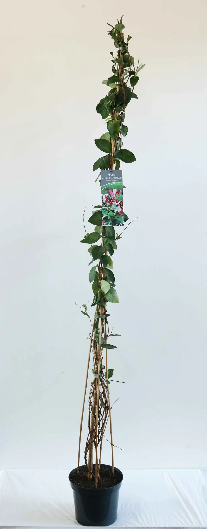 Lonicera heckrottii C7,5 (7,5 liters kruka) 150-200 cm